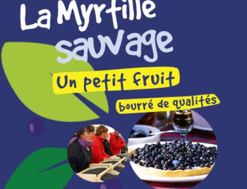 La Myrtille sauvage d’Ardèche